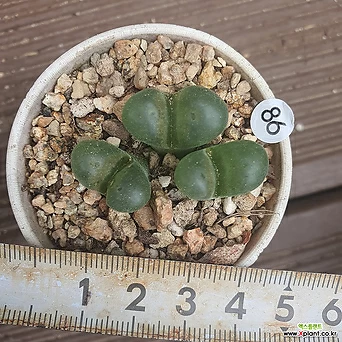 Conophytum ophthalmophyllum 86 1