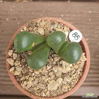 Conophytum ophthalmophyllum 85 1