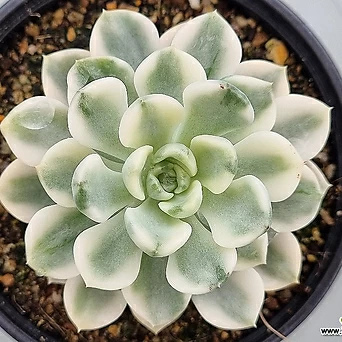 Echeveria Agavoides Tinkerbell 0922(2).B.10 1
