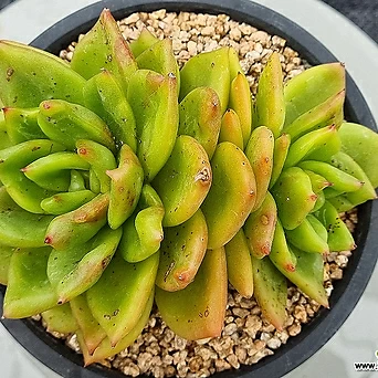 Echeveria Champagne .B.31 1