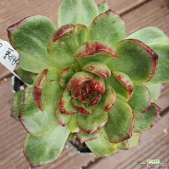 Echeveria Puli-Lindsayana 25 . 1