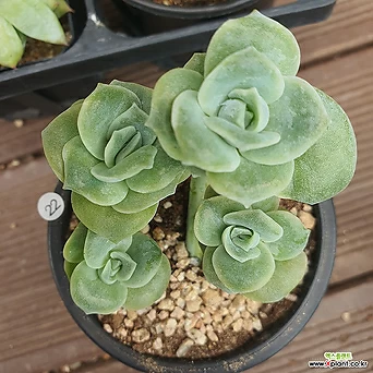 Echeveria Lovely Rose 22 . 1