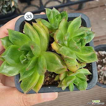 Echeveria agavoides Prolifera 33 . 1