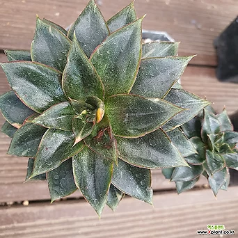 Echeveria Monocerotis 47 . 1