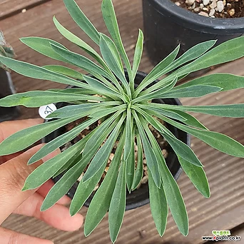 Euphorbia hypogaea 37 1
