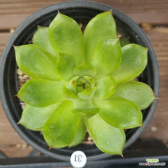 31 폴덴.물들면멋져요 1