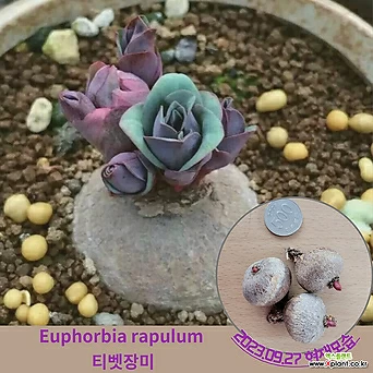 희귀식물 티벳장미(Euphorbia rapulum cactus) / 선인장 구근1구 / 꽃과정원이야기 1