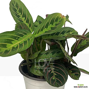 마란타(중품) 레오코네우라 화려한 무늬 관엽식물 칼라데아 공기정화식물 인테리어 화분 1