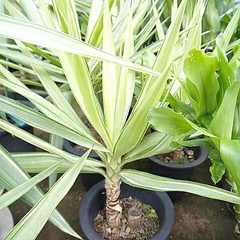 칼라유카나무-목질외목 1