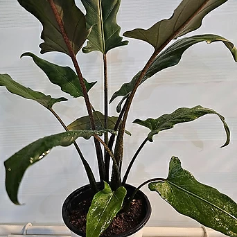 식물공장 로터바키아나 알로카시아 중품 반려식물 35-60cm 199 1