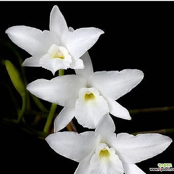 카틀레야 카틀레아 렐리아 루베센스 알바 희귀종 수입종 흰색꽃 엑스플랜트 엑플 1
