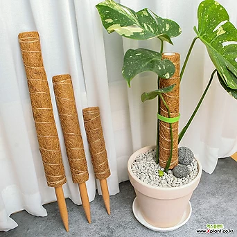 세경팜 식물 수태봉 연결형 코코봉 코코넛 식물지지대 원목 코팅 1