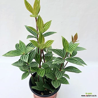 줄리아페페 인테리어식물 공기정화식물 1