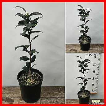 꽃과나무] 다로네가 (연노랑겹동백,50-60cm) 1