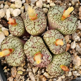 C.truncatum ssp 초특가 1