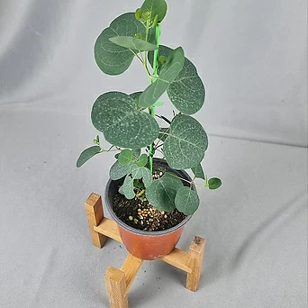 서비내 유칼립투스 폴리안 Eucalyptus polyanthemos 인테리어 플랜테리어 반려식물 1