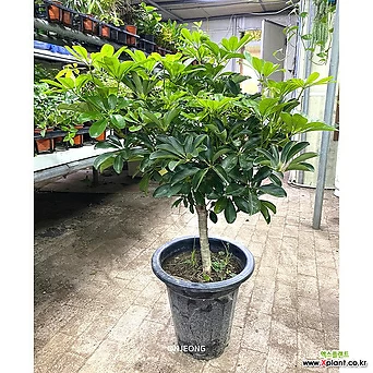 원형홍콩야자 실내공기정화식물 98cm 온정농원 1
