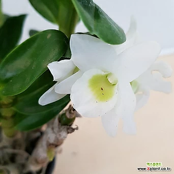 [진아플라워] 하얀꽃이 피는 덴드로비움 포켓러브 석곡 화이트 250 화원 농원 1