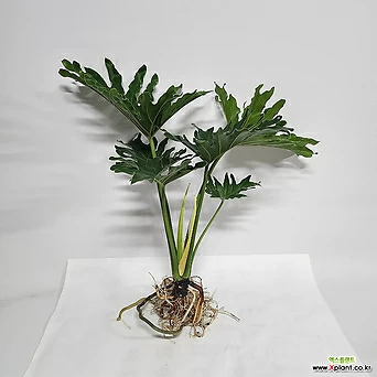 [무배]수경식물 프렌즈 큰잎 호프셀렘(특상) 2023 새 상품 1