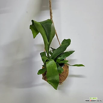 [무배]코코넛 박쥐란(M2) 2023 새상품/야자열매 박쥐란/공기정화식물 1