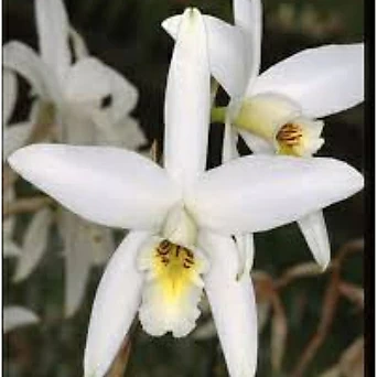 카틀레야원종.Laelia anceps alba.큰사이즈.좋은향.예쁜흰색.백색.꽃모양예쁨.좋은향.귀한품종. 1