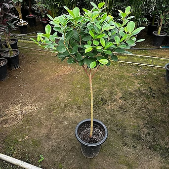 프랑스고무나무 120cm 1