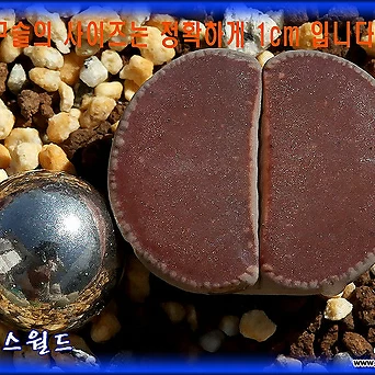 리톱스 Lithops Chocolate Puddle 초코렛퍼들 1