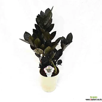 블랙금전수 Zamioculcas zamiifolia 'black' 인테리어 공기정화식물 서비내 1