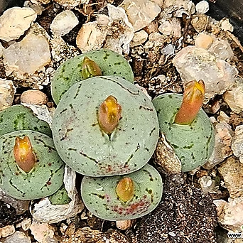 Conphytum uviforme ssp 유비포르미 1