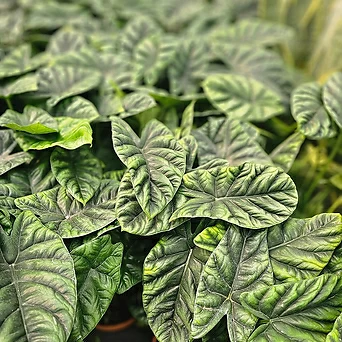 식물공장 알로카시아 시누아타  중품 반려식물 30-60cm 119 1