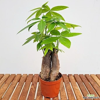 파키라 공기정화식물 / 싱싱한식물 받아보기/뿌리깊은나무 상점 1