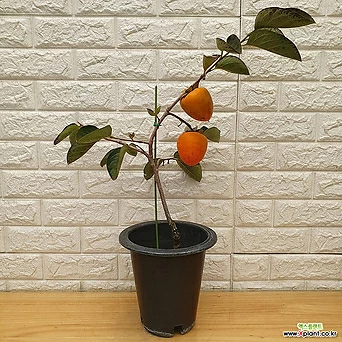 감나무45 - 동일품배송 1