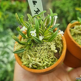 [하와이꽃집]  작고 소중해 초미니종 푸미폴리스 푸니폴미스 1