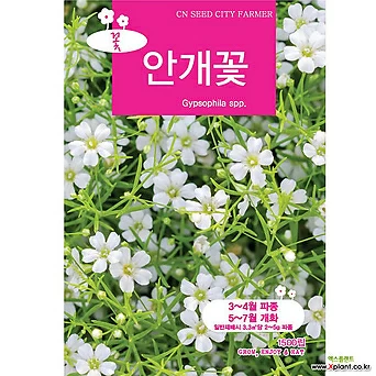 영농사 안개초 중포장 1500립 안개꽃 꽃씨앗 1