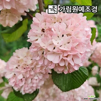 설구화 분홍설구화 핑크오데마리 정원수 묘목 가림원예조경 1