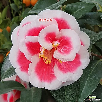 우노포 동백나무88 - 동일품배송 1