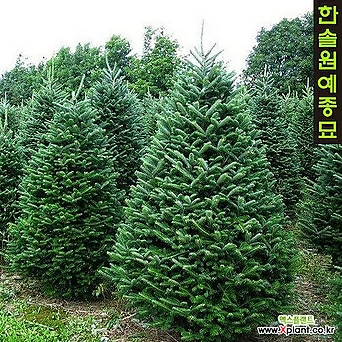 구상나무(크리스마스 트리) H 0.6m 1