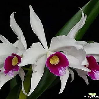 카틀레야원종.Laelia purpurata.아주좋은향.예쁜흰색의 보라색립프.꽃모양예쁨.아주좋은향. 1