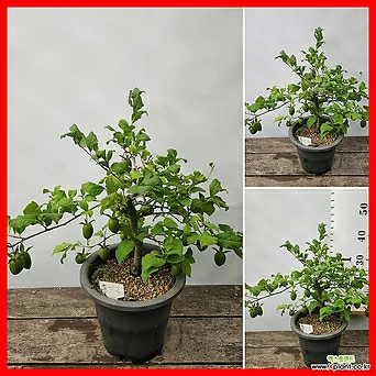 꽃과나무] 홍진주 미니감나무(노아시 분재,40-50cm) 1