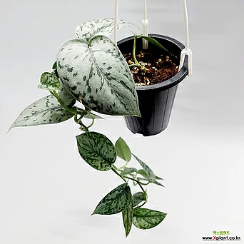 스킨답서스 실버레이디 중품 희귀식물 공기정화식물 키우기쉬운식물 1