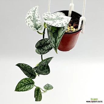스킨답서스 실버레이디 소품1 희귀식물 공기정화식물 키우기쉬운식물 1