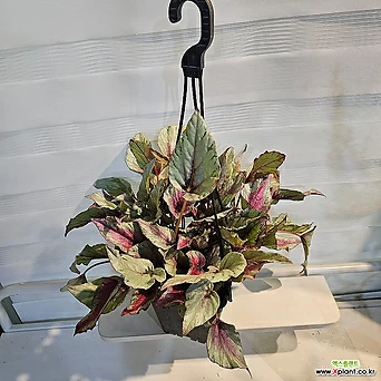 플랜츠영 마우이썬셋 베고니아 행잉 중품 반려식물 40-60cm 99 1