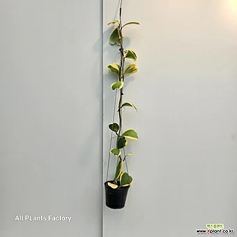 식물공장 무늬하트호야 행잉 공중식물 늘어지는 대품 60-70cm 169 1