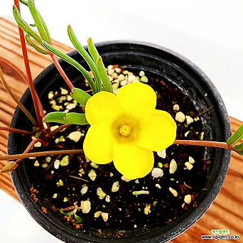 꽃나무드림 노랑 바람개비 사랑초 소품 야생화 옥살리스 구근 1