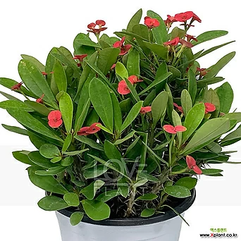 꽃기린(적색/중품) 빨강 레드 다육이 선인장 사계절 키우기쉬운식물 1