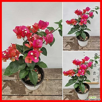 꽃과나무] 빨강 부겐빌레아 (부겐베리아,30-40cm) 1