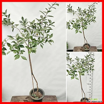 꽃과나무] 구아바 (140-150cm) 1