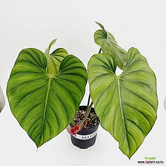 (단일상품)필로덴드론 콜롬비아2 특대품 희귀식물 공기정화식물 키우기쉬운식물 플랜테리어 1