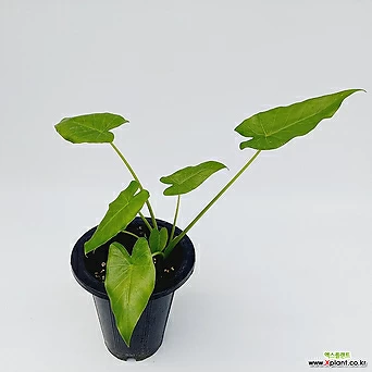 (단일상품)알로카시아 오도라 관엽식물 인테리어식물 1