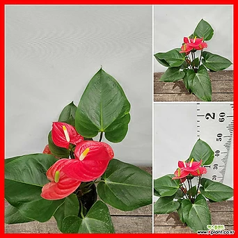 꽃과나무] 안스리움 (40-50cm) 1